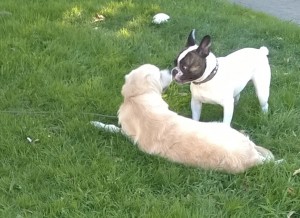 Le chiot et le parc à chiens