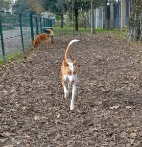 Parc à chiens à Bordeaux